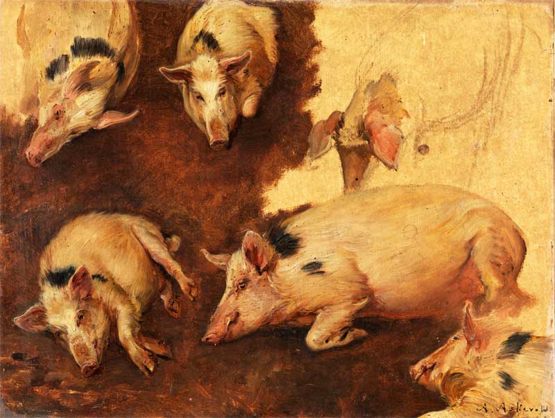 Study of six Pigs. Anders Askevold