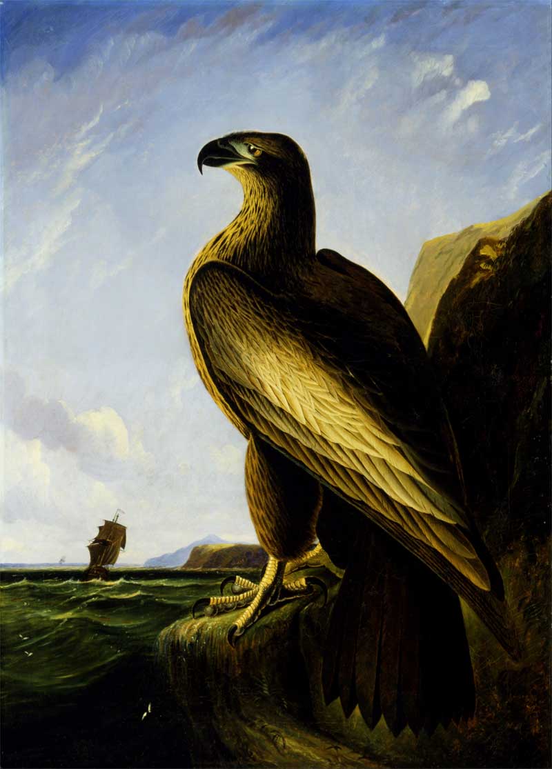 Washington Sea Eagle, John James Audubon