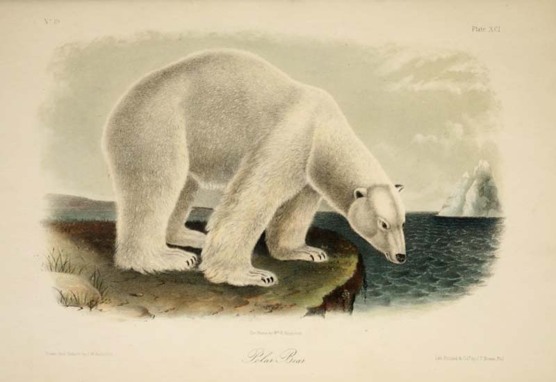 Polar Bear, John James Audubon