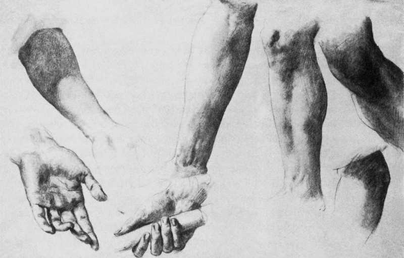 Arm, hand and leg studies. Károly Brocky