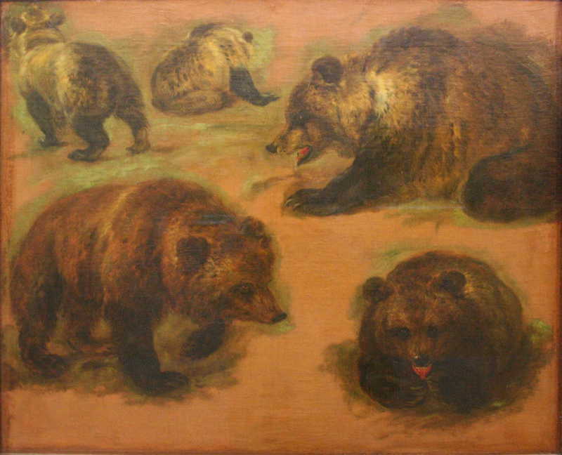Study of a brown bear, Pieter Boel