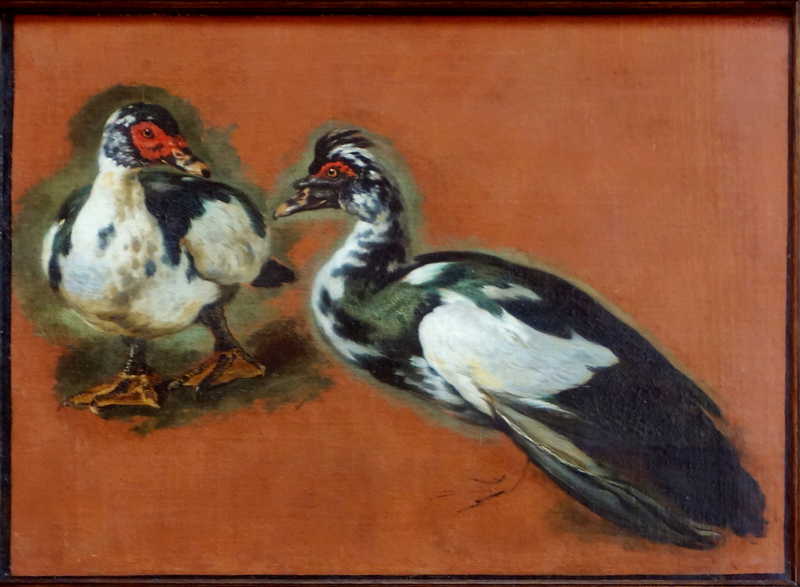 Study of Muscovy ducks, Pieter Boel