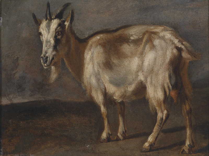 Study of a Goat, Pieter Boel