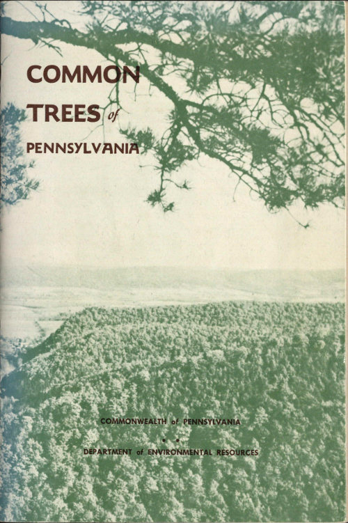 Common Trees of Pennsylvania