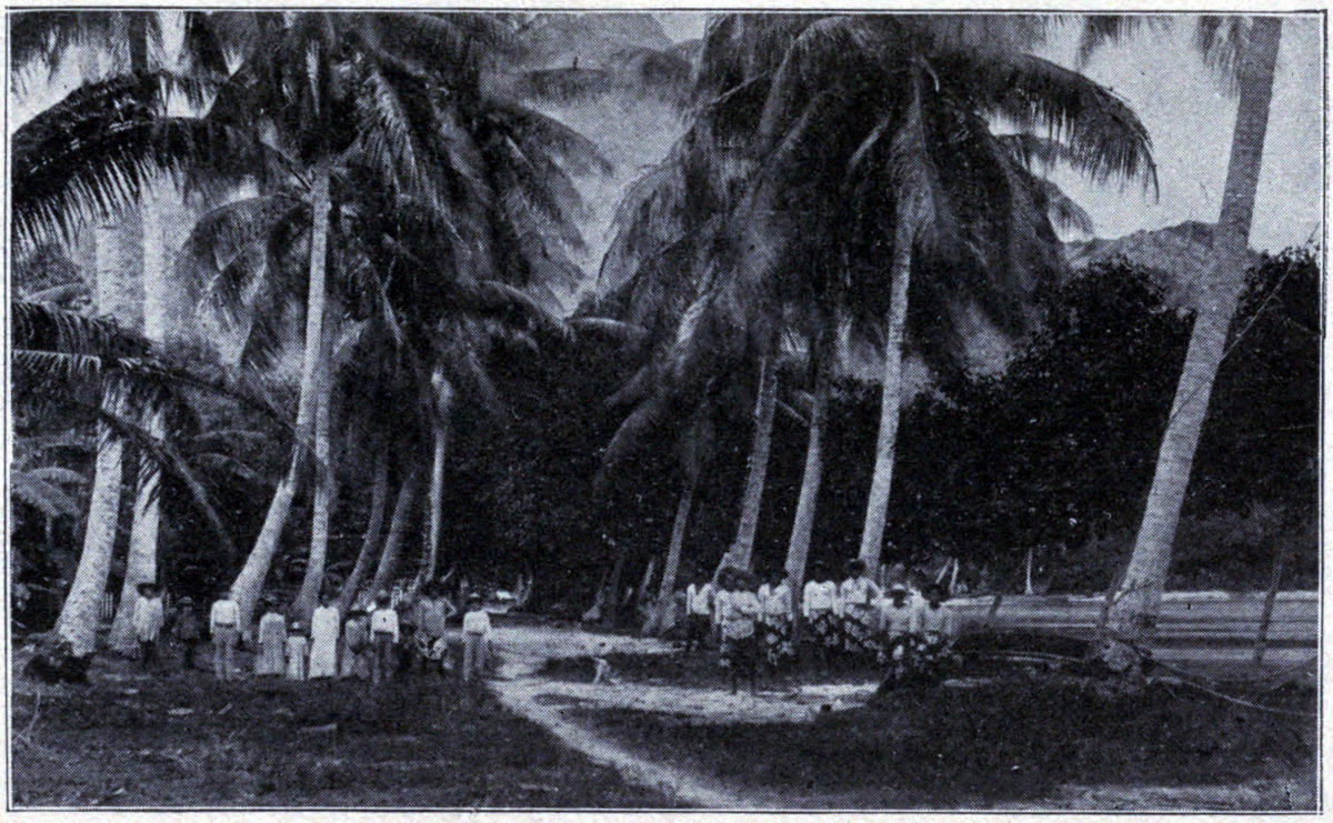 PALM FOREST