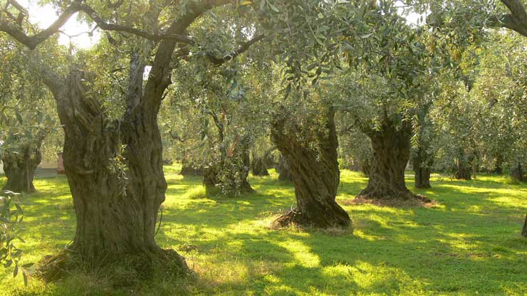 Olivenbäume , Thassos