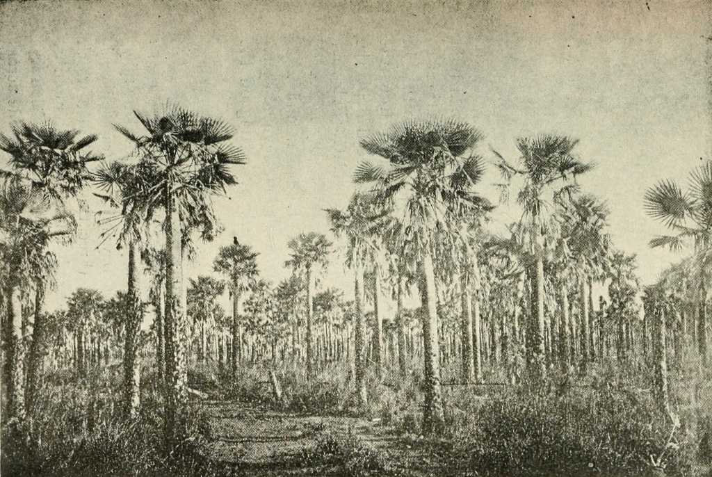 PALM GROVES IN EL CHACO.