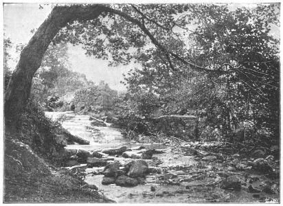 A brook runs beneath an overhanging tree