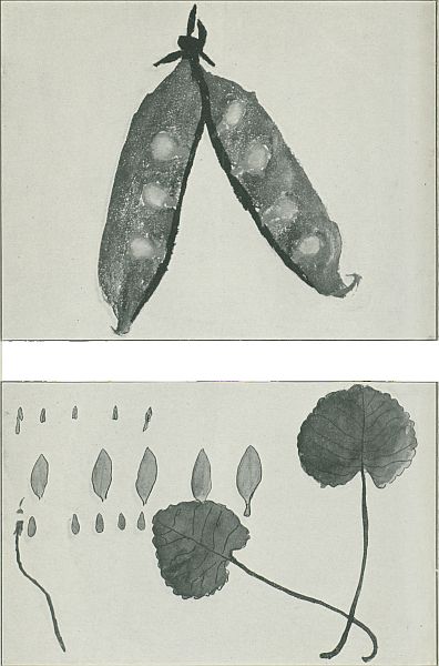 phtotographs of paintings (pea pods and leaves)