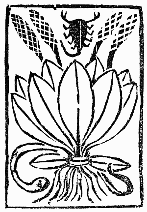 Text-fig. 1: “Plantago” = Plantain [Herbarium Apuleii Platonici, ? 1484].