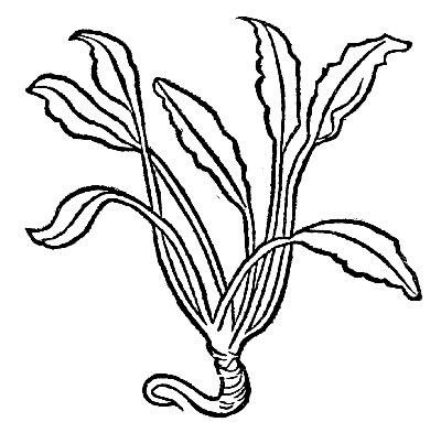 Text-fig. 5. “Serpentaria”
