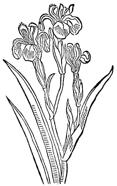 Text-fig. 7. “Acorus” = Iris [Herbarius zu Teutsch, Mainz, 1485].