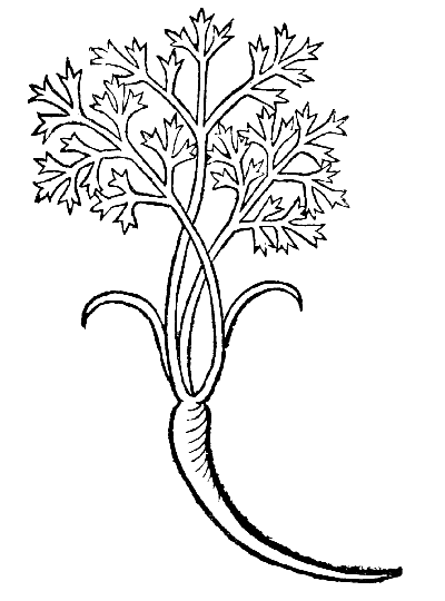 Text-fig. 9. “Daucus”=Carrot [Ortus Sanitatis, Mainz, 1491].