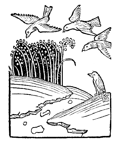 Text-fig. 10. “Passer” = Sparrow [Ortus Sanitatis, Mainz, 1491].