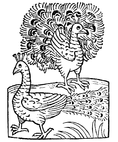 Text-fig. 11. “Pavo” = Peacock [Ortus Sanitatis, Mainz, 1491].