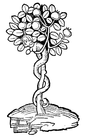 Text-fig. 12. “Arbor vel lignum vite paradisi” = Tree of Paradise [Ortus Sanitatis, Mainz, 1491].