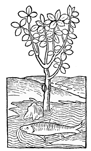 Text-fig. 16. “Ambra” = Amber [Ortus Sanitatis, Mainz, 1491].