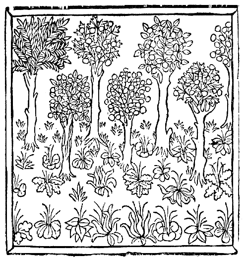 Text-fig. 19. Wood-cut of Plants [Bartholomæus Anglicus, Liber de proprietatibus rerum, Wynkyn de Worde, ? 1495]. Reduced.