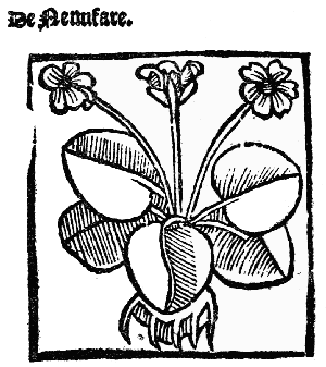 Text-fig. 21. “Nenufar” = Waterlily [The Grete Herball, 1529].