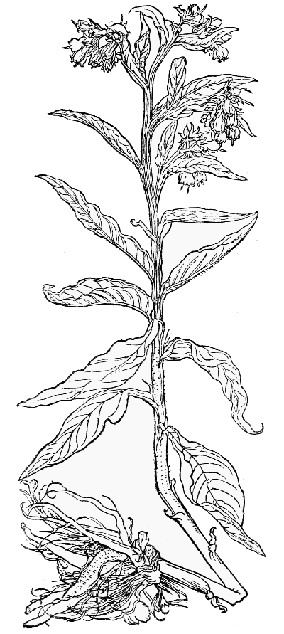 Text-fig. 22. “Walwurtz männlin” = Symphytum, Comfrey [Brunfels, Herbarum vivæ eicones, Vol. I. 1530]. Reduced.