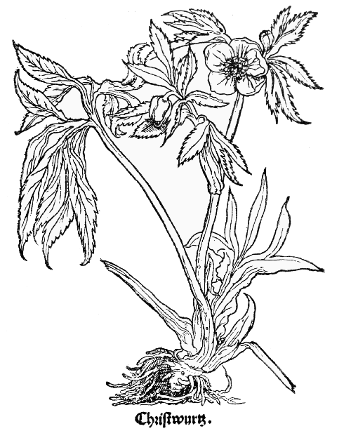 Text-fig. 23. “Helleborus Niger” = Helleborus viridis L., Green Hellebore [Brunfels, Herbarum vivæ eicones, Vol. I. 1530]. Reduced.