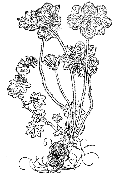 Text-fig. 24. “Synnaw” = Alchemilla, Ladies’ Mantle [Brunfels, Herbarum vivæ eicones, Vol. II. 1531]. Reduced.