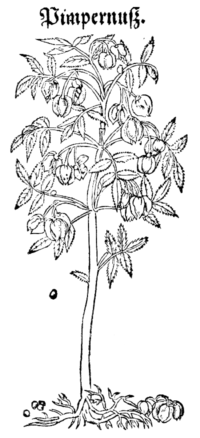 Text-fig. 28. “Pimpernuss” = Pistacia, Pistachio-nut [Bock, Kreuter Bůch, 1546].