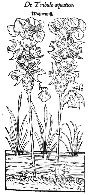 Text-fig. 29. “Tribulus aquaticus” = Trapa natans L., Bull-nut [Bock, De stirpium, 1552].