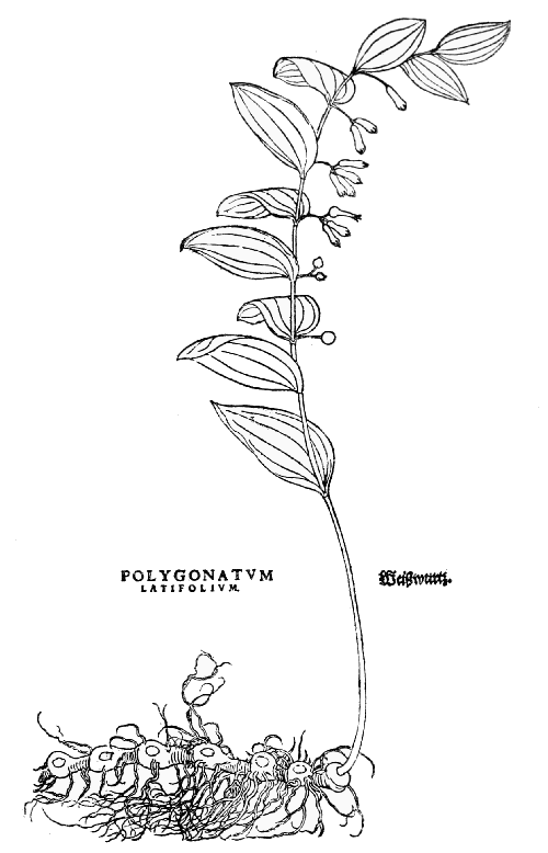 Text-fig. 31. “Polygonatum latifolium” = Solomon’s Seal [Fuchs, De historia stirpium, 1542]. Reduced.