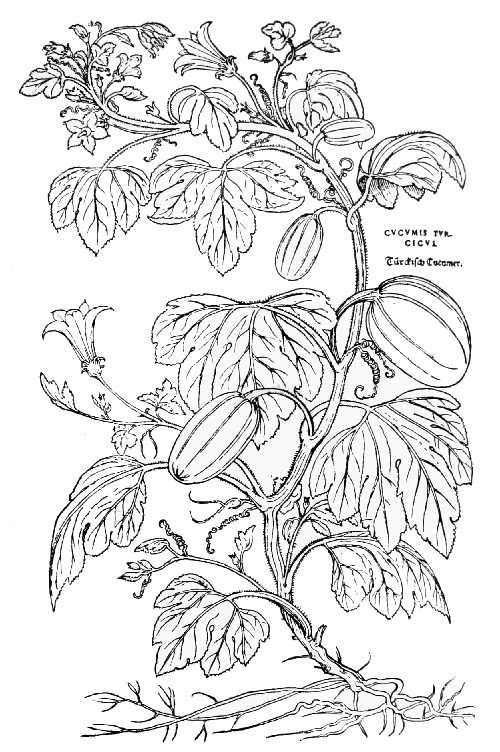 Text-fig. 32. “Cucumis turcicus” = Cucurbita maxima Duch., Giant Pumpkin [Fuchs, De historia stirpium, 1542]. Reduced.