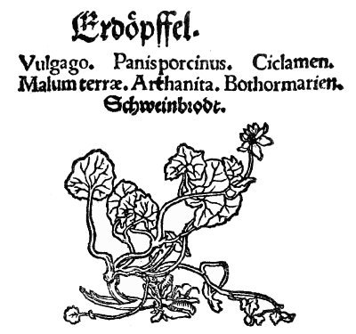 Text-fig. 33. “Erdöpffel” = Ranunculus ficaria L., Lesser Celandine [Rhodion, Kreutterbůch, 1533].