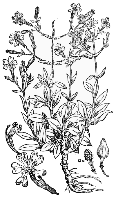 Text-fig. 34. “Ocimoides fruticosum” = Silene fruticosa L. [Camerarius, Hortus medicus, 1588].