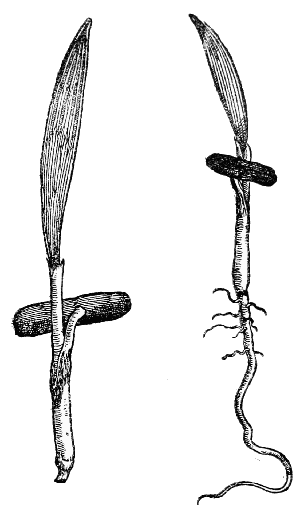 Text-fig. 35. “Palma” = Seedlings of Phœnix dactylifera L., Date Palm [Camerarius, Hortus medicus, 1588].