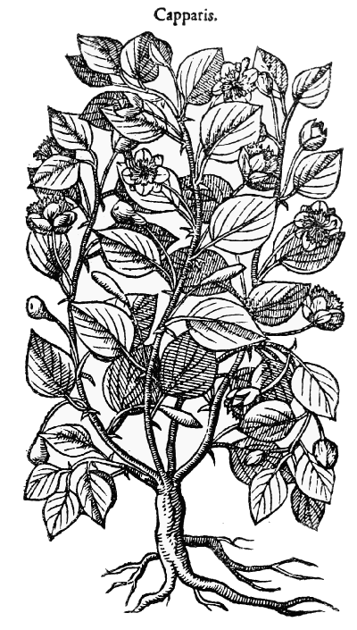 Text-fig. 37. “Capparis” = Capparis ovata L. [Dodoens, Pemptades, 1583].