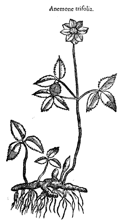 Text-fig. 38. “Anemone trifolia”