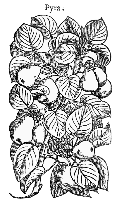 Text-fig. 41. “Pyra” = Pyrus communis L., Pear [Mattioli, Commentarii, 1560].
