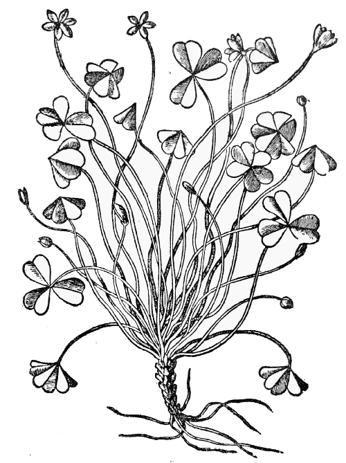 Text-fig. 43. “Trifolium acetosum” = Oxalis [Mattioli, Commentarii, 1565]. Reduced.