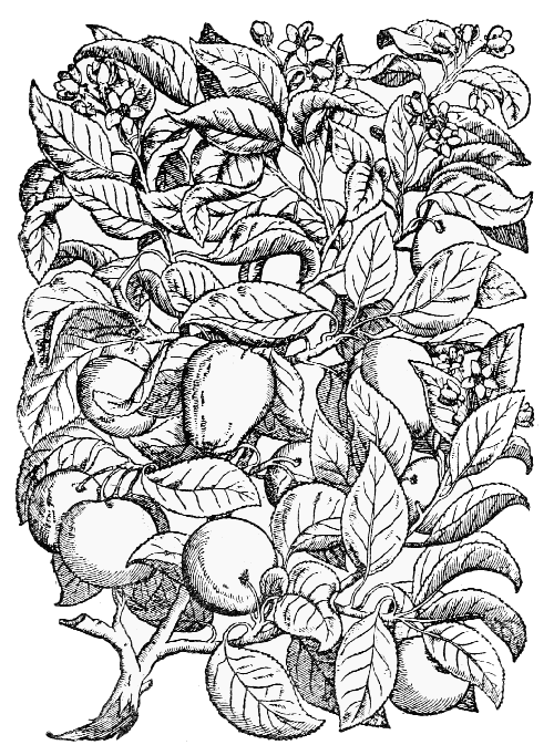Text-fig. 44. “Malus” = Pyrus malus L., Apple [Mattioli, Commentarii, 1565]. Reduced.