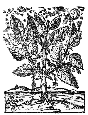 Text-fig. 45. “Arbor Malenconico” or “Arbor tristis” = Tree of Sorrow [Durante, Herbario Nuovo, 1585].
