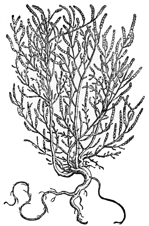 Text-fig. 47. “Kalli” = Salicornia, Glasswort [Prospero Alpino, De plantis Ægypti, 1592].