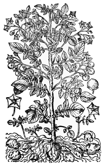Text-fig. 49. “Solanum tuberosum esculentum” = Potato [Bauhin, Prodromos, 1620].