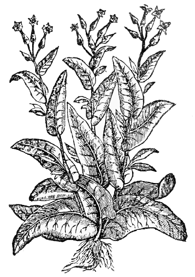 Text-fig. 52. “Tabaco” = Nicotiana, Tobacco [Monardes, Joyfull newes out of the newe founde worlde, 2nd ed. 1580].
