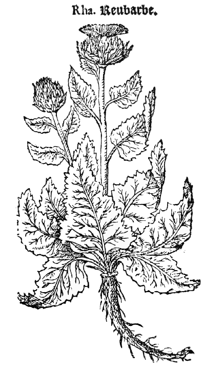 Text-fig. 53. “Reubarbe” = Centaurea rhaponticum L. [Lyte, A Niewe Herball, 1578].