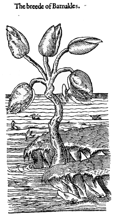 Text-fig. 54. “The breede of Barnakles”