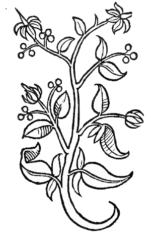 Text-fig. 56. “Cardamomum” = ? Solanum dulcamara L., Bittersweet [Ortus Sanitatis, Mainz, 1491].