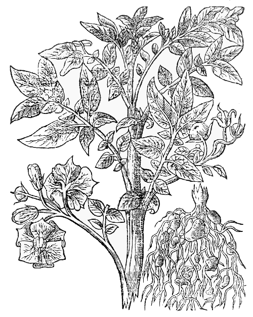 Text-fig. 60. “Battata Virginiana” = Solanum tuberosum L., Potato [Gerard, The Herball, 1597].