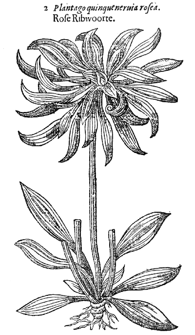Text-fig. 61. “Rose Ribwoorte” = an abnormal Plantain [Gerard, The Herball, 1597].