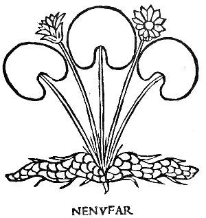 Text-fig. 65. “Nenufar” = Waterlily [Arnaldus de Villa Nova, Tractatus de virtutibus herbarum, 1499].