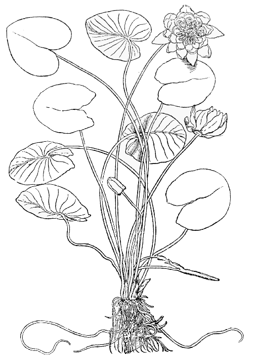 Text-fig. 66. “Nenuphar” = Nymphæa alba L., White Waterlily [Brunfels, Herbarum vivæ eicones, Vol. I. 1530]. Reduced.