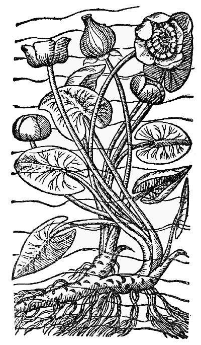 Text-fig. 67. “Gele Plompen” = Nuphar luteum Sm., Yellow Waterlily [de l’Obel, Kruydtbœck, 1581].
